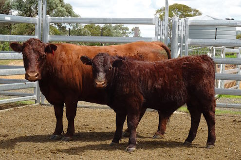 Rd341 & W.Jack 17 calf